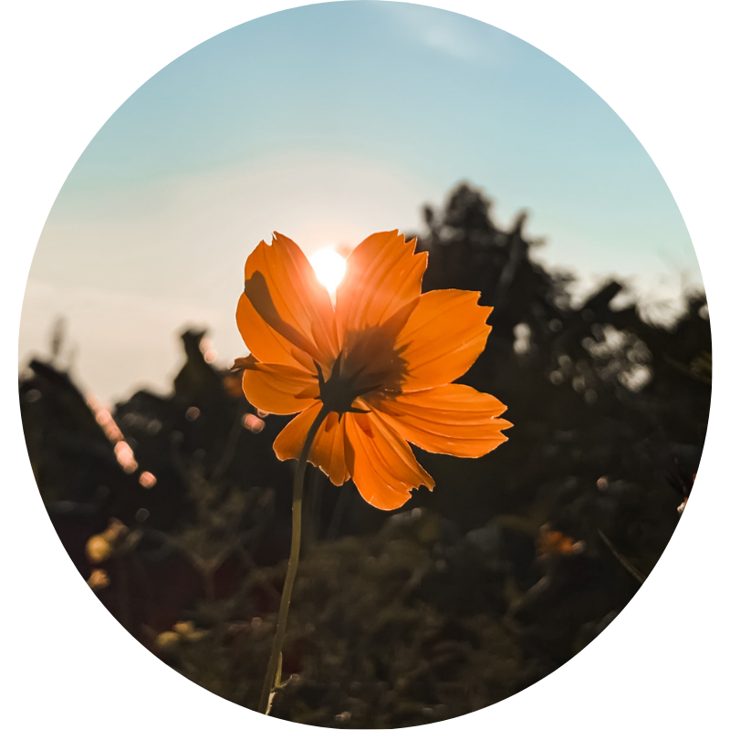 About Capella Recovery Center