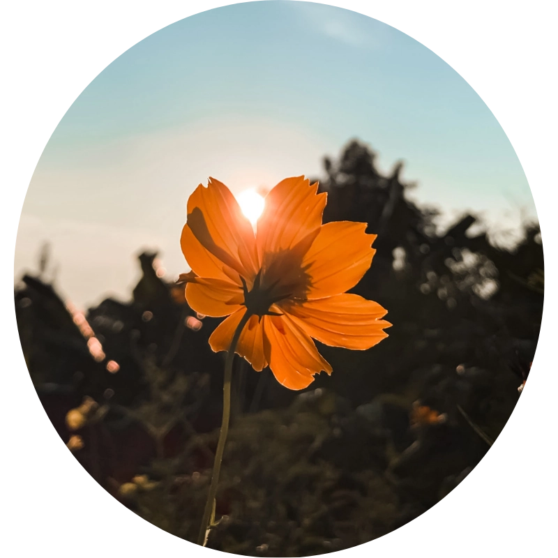 About Capella Recovery Center